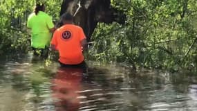 Ouragan Ida: deux hommes tentent de libérer une vache coincée dans un arbre après la tempête