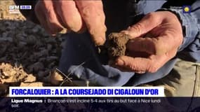 Forcalquier : A la coursejado di cigaloun d'or