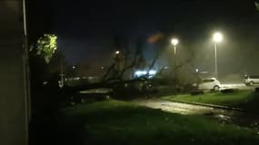 Un arbre déraciné par la tempête Domingos à Cognac (Charente), le 4 novembre 2023