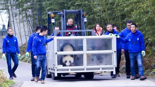 Jin BaoBao (Rafale), un des deux pandas prêtés par la Chine à la Finlande lors de son transfert le 17 janvier 2018 depuis un centre de recherche chinois sur le panda vers la Finlande.