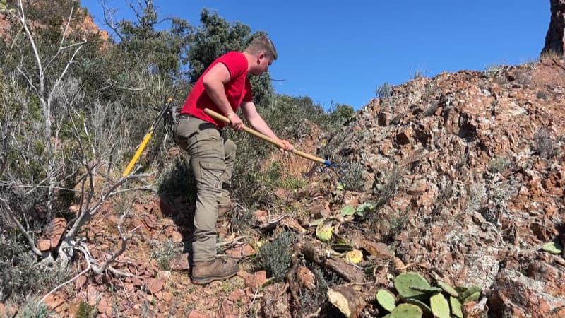 Saint-Raphaël: des ouvriers forestiers tentent d'éradiquer le figuier de barbarie du massif de l'Estérel