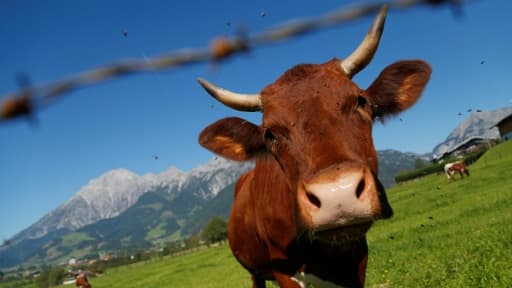 Une vache dans un pré à Saalfelden, près de Salzbourg le 9 septembre 2012