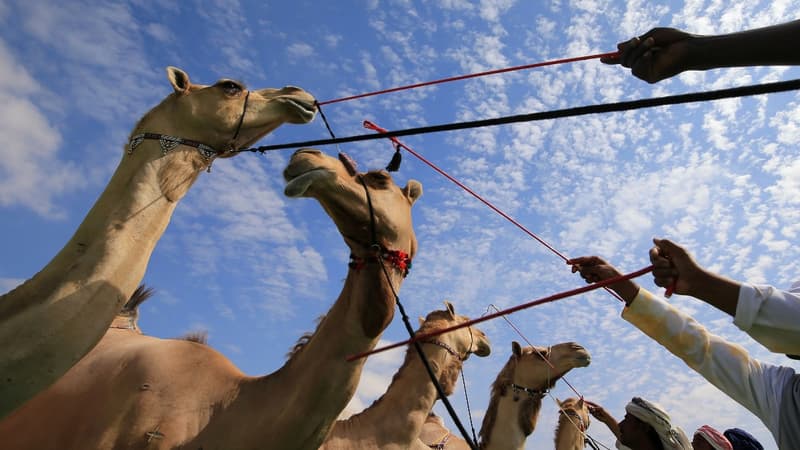 Les aliments à base de chameau se développent (photo d'illustration)