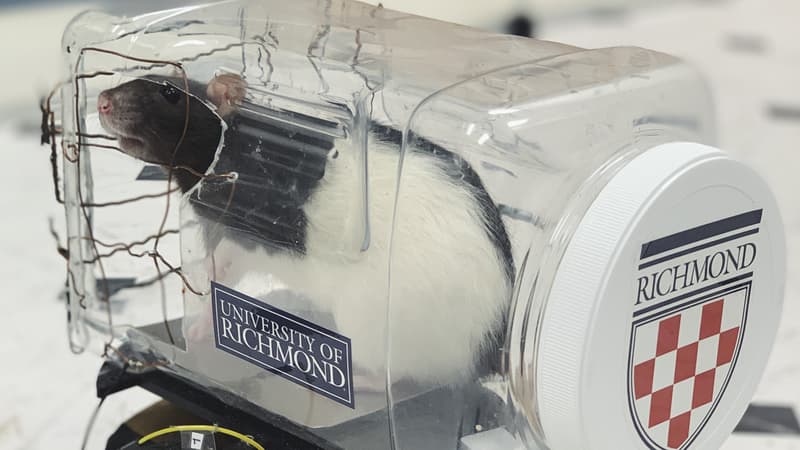 L'un des rats de l'Université de Richmond ayant appris à conduire