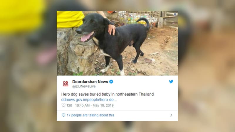 Ping Pong, le chien handicapé ayant sauvé un nourrisson.