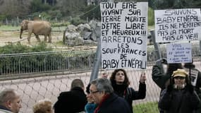 Manifestation devant le Parc de la Tête d'Or pour les deux éléphantes Baby et Népal, à Lyon, en janvier dernier. Le tribunal administratif de Lyon a annulé mercredi l'arrêté préfectoral ordonnant l'euthanasie des deux pachydermes, soupçonnés d'être porteu
