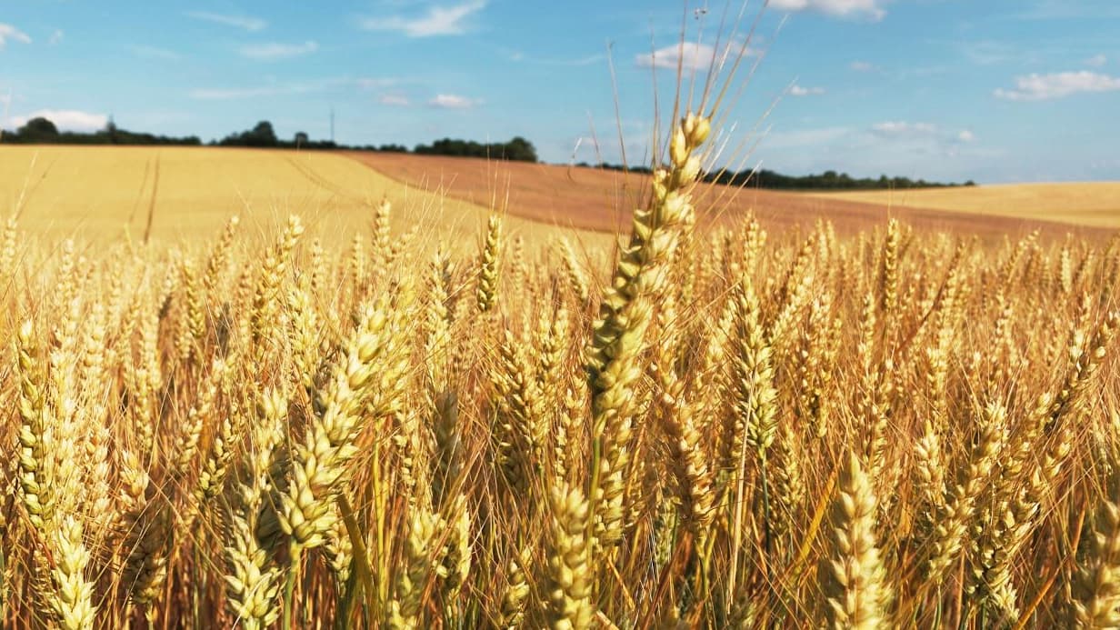 Juillet : la récolte du blé - QUALISTA