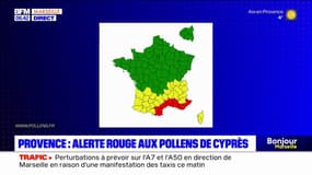 Pollens de cyprès: alerte rouge sur tout le bassin méditerranéen