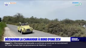 L'été chez nous : La Camargue à bord d'une 2CV