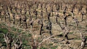 Des vignes desséchées avant leur arrachage à Roquefort-des-Corbières, le 3 février 2025 dans l'Aude