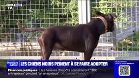 Pour inciter à adopter des chiens noirs, une association les renomme Taylor Swift