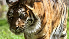 Hana, la tigresse du zoo de Jérusalem a tué ses deux petits. 