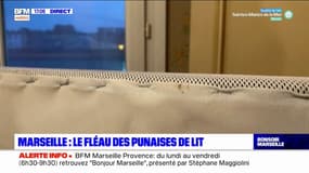 Les punaises de lit envahissent Marseille