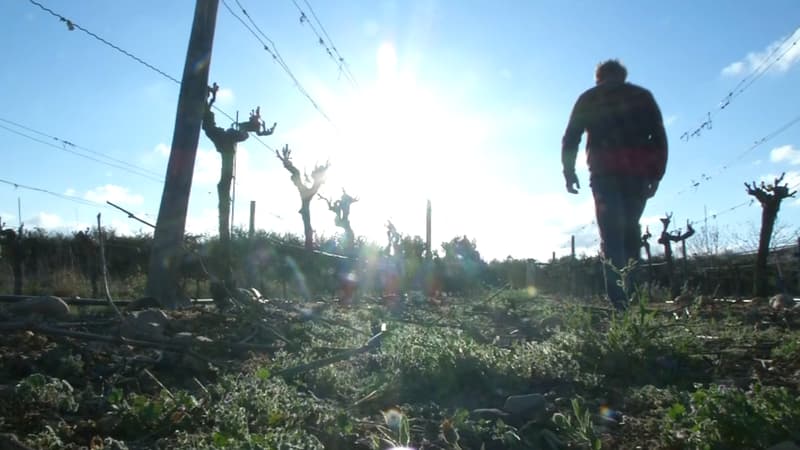 Les niveaux des nappes phréatiques en France au 1er septembre sont "généralement très inférieurs" à ceux de 2018 au même moment.