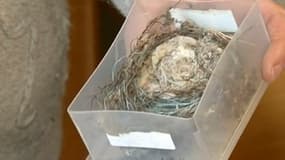 Des fibres d'amiante