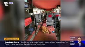 La photo d'un chien sans muselière dans un TGV, postée par une ex-députée socialiste, fait polémique