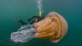 La méduse géante 