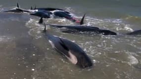 Les baleines pilotes échouées le long du rivage de Golden Bay.