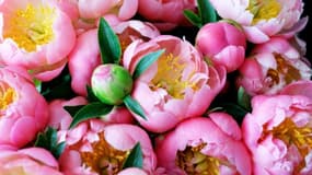 Fête des mères: le prix du bouquet de pivoines explose
