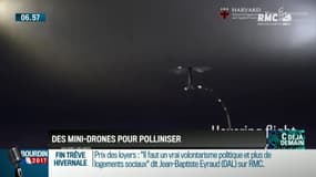 La chronique d'Anthony Morel : Des mini drones pollinisateurs qui viennent en aide aux abeilles - 31/03