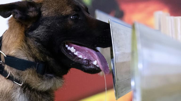 Un chien est entraîné à détecter par l'odorat un tissu infecté par le nouveau coronavirus à Maison-Alfort, le 13 mai 2020 près de Paris