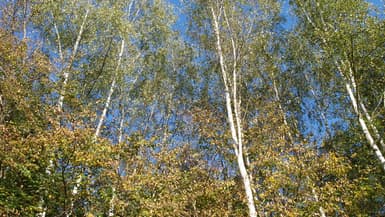 Illustration d'arbres