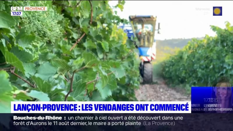 Lançon-Provence: les vendanges ont débuté, le crû 2023 s'annonce bien