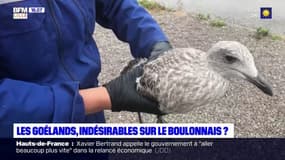 Boulogne-sur-Mer: comment la ville s'organise pour lutter contres les nuisances provoquées par les goélands
