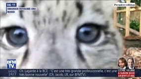 Les adorables images de ces bébés léopards des neiges vont vous faire craquer