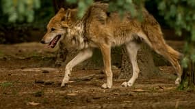 Trois attaques de loup ont été recensées ces dernières semaines à Upaix.