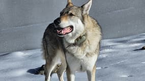 Aslan, un chien-loup tchécoslovaque de 7 ans, est mort après avoir été touché par deux coups de feu lundi 17 février à Peille (Alpes-Maritimes)