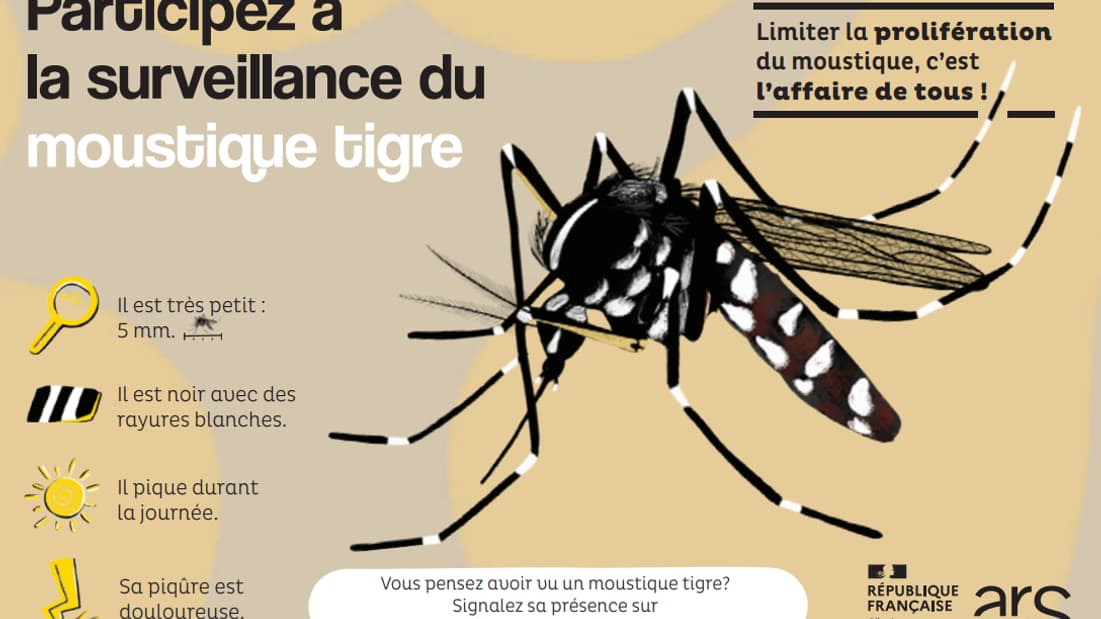 Une infographie de l'Agence régionale de Santé du grand Est sur le moustique tigre. Une infographie de l'Agence régionale de Santé du grand Est sur le moustique tigre.