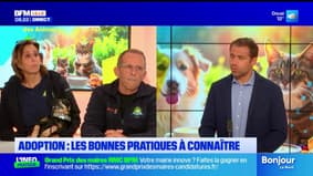 Le Café des Animaux: les bonnes pratiques pour l'adoption