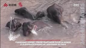Pause fraicheur pour une horde d'éléphants durant sa traversée de la Chine