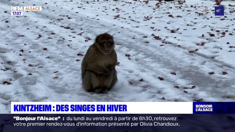 Bas-Rhin: des singes du parc de Kintzheim font face au froid hivernal