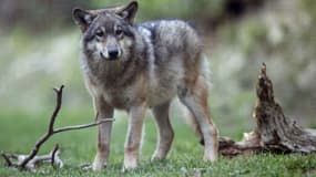 Le corps du loup avait d'abord été pris pour celui d'un chien et transmis à un vétérinaire pour identification. (PHOTO D'ILLUSTRATION)
