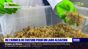 Alsace: de l'arnica de culture produit dans un laboratoire