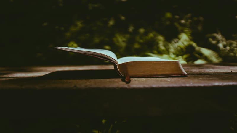 Freida McFadden : 3 livres thrillers au top à avoir dans votre bibliothèque