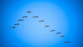 Des oies qui volent en formation dans le ciel allemand.