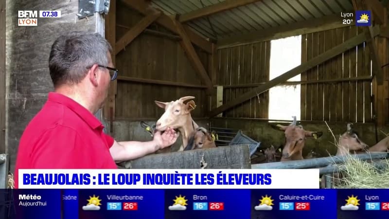 Rhône: la présence du loup inquiète les éleveurs dans le Beaujolais