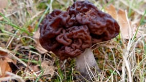 Un champignon Gyromitra Esculenta en pleine nature.