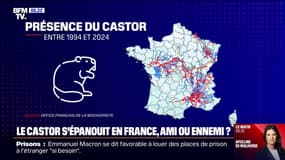Le castor s'épanouit en France mais la cohabitation entre l'agriculture et la faune peut-elle bien se passer? 