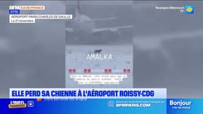 Une touriste cherche sa chienne disparue depuis une semaine à l'aéroport de Roissy