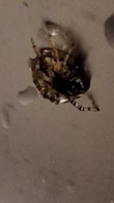 Une araignée retrouvée dans l'oreille d'un patient aux urgences de Rouen