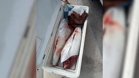 Deux thons rouges étêtés, équeutés et éviscérés saisis dans une glacière sur le port de Carry-le-Rouet (Bouches-du-Rhône) le 14 août 2024.