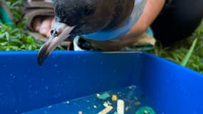 Photo publiée le 12 mars 2025 montrant un oiseau secouru par l'équipe de recherche océanographique Adrift Lab sur l'île Lord Howe au large de la côte australienne.