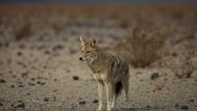 Un coyote dans un désert en Californie, le 8 janvier 2017 (photo d'illustration)