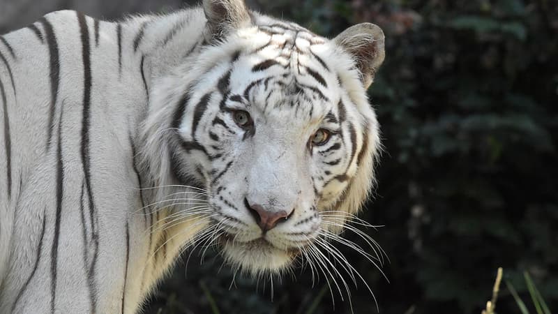 Un tigre blanc dans un zoo italien (PHOTO D'ILLUSTRATION)