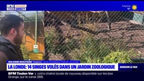 La Londe-les-Maures: 14 singes-écureuils volés dans un jardin zoologique