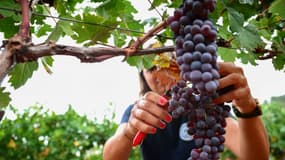 Une employé prélève des échantillons de raisin pour produire du vin à partir de différents cépages résistants au changement climatique dans un laboratoire de vin rosé, le 4 septembre 2024 à Vidauban, dans le Var